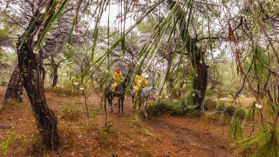 Belek Horse Riding photo 16