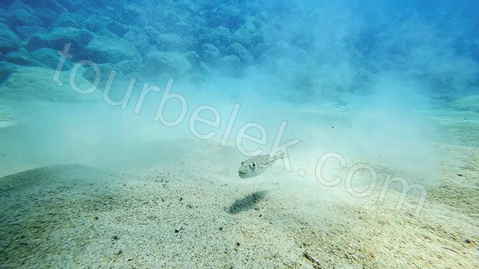 Belek Scuba Diving photo 5