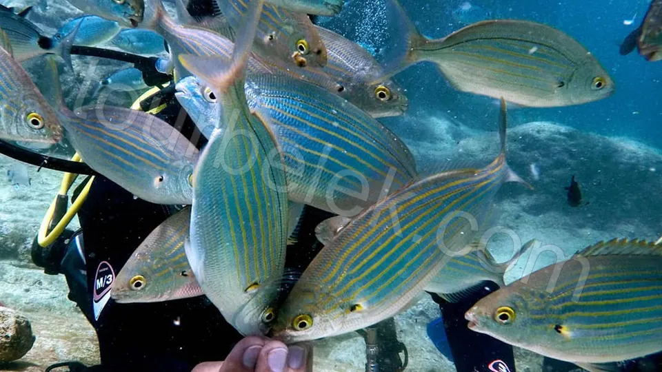 Belek Scuba Diving photo 6