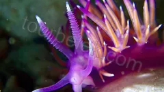 Belek Scuba Diving thumb 3