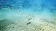 Belek Scuba Diving thumb 5