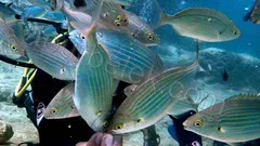 Belek Scuba Diving thumb 6