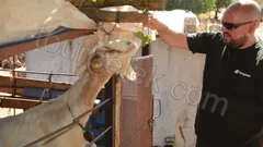 Belek Jeep Safari thumb 11