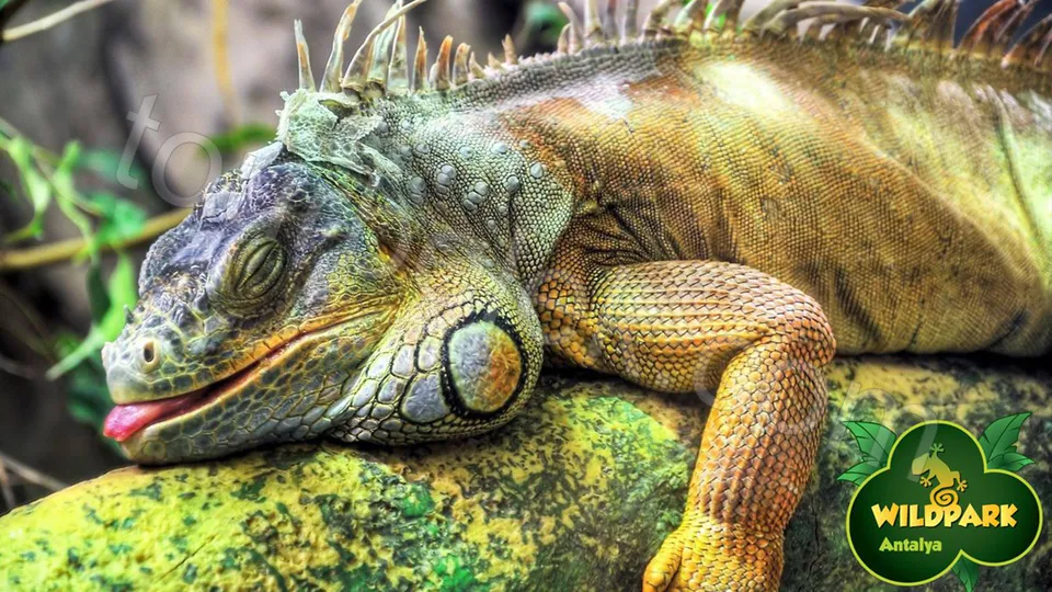 Antalya Aquarium Tour from Belek photo 20