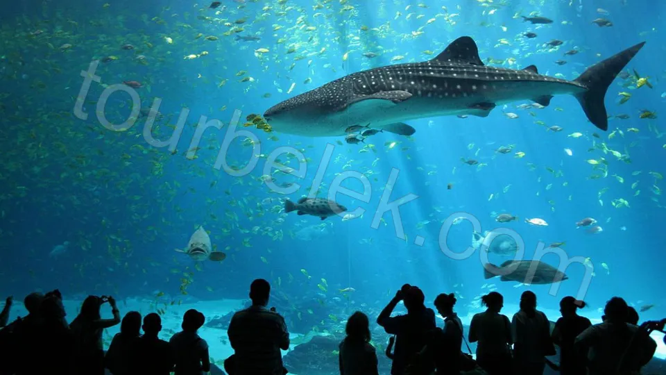 Antalya Aquarium Tour from Belek photo 27