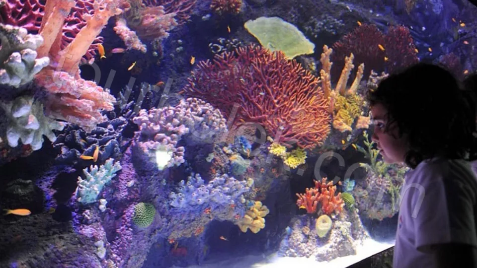 Antalya Aquarium Tour from Belek photo 29