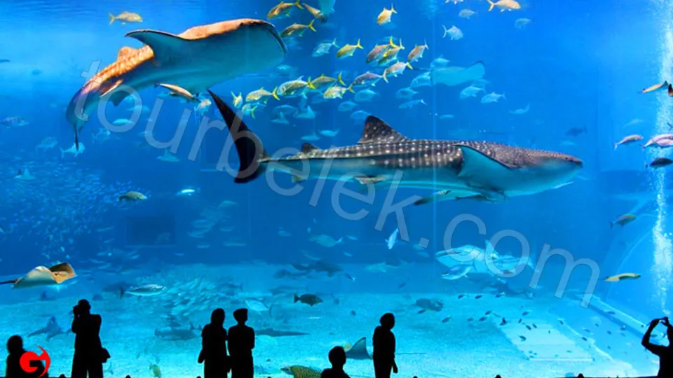 Antalya Aquarium Tour from Belek photo 30