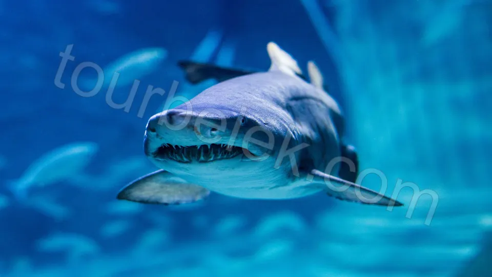 贝莱克出发安塔利亚水族馆之旅