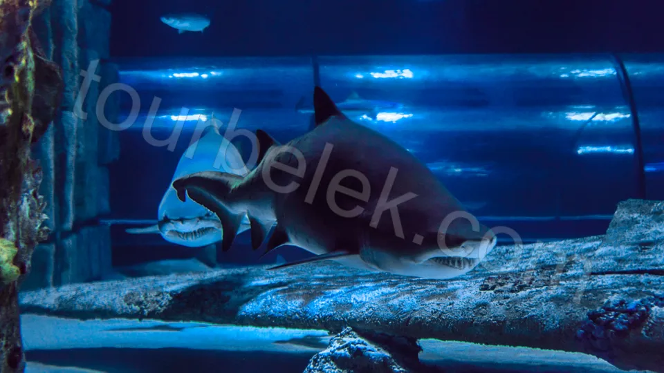 Antalya Aquarium Tour from Belek photo 7