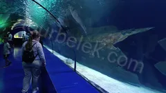 Antalya Aquarium Tour from Belek thumb 11