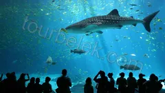Antalya Aquarium Tour from Belek thumb 27