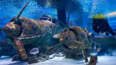 Antalya Aquarium Tour from Belek thumb 28