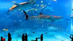 Antalya Aquarium Tour from Belek thumb 30