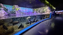 Antalya Aquarium Tour from Belek thumb 34