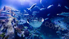 Antalya Aquarium Tour from Belek thumb 6