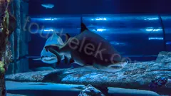 Antalya Aquarium Tour from Belek thumb 7