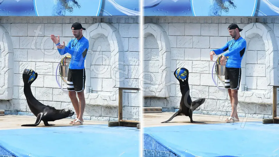 Belek Dolphin Show photo 0