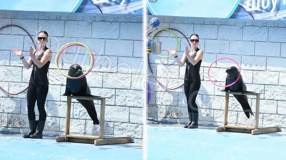 Belek Dolphin Show photo 8