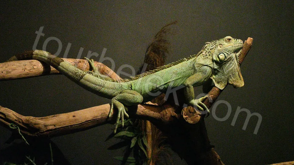 Belek Dolphin Show photo 9