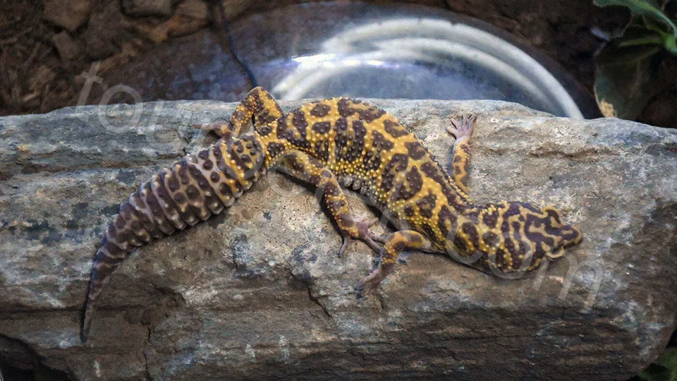 Belek Dolphin Show photo 10