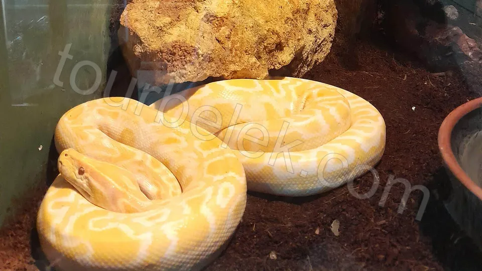 Belek Dolphin Show photo 11