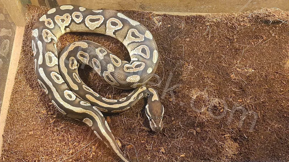 Belek Dolphin Show photo 12