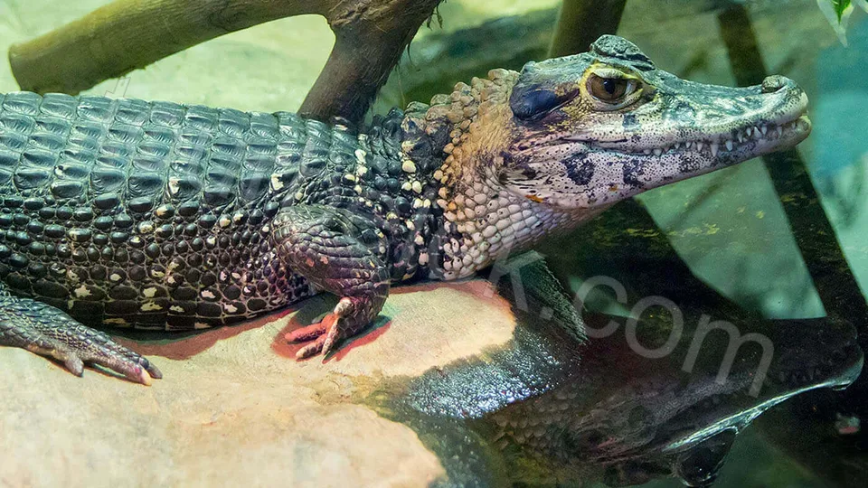 Belek Dolphin Show photo 14