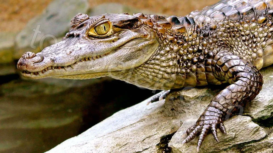 Belek Dolphin Show photo 15