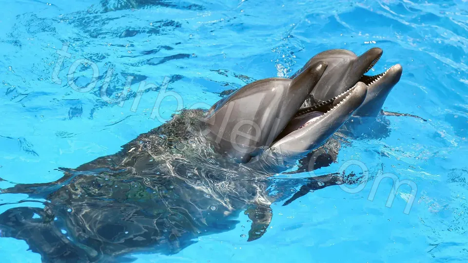 Belek Dolphin Show photo 2