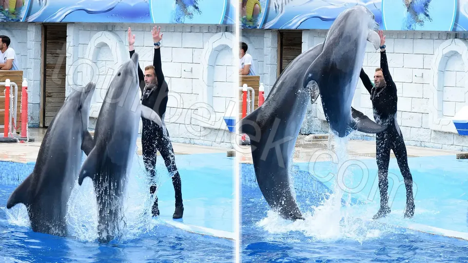 Belek Dolphin Show photo 4