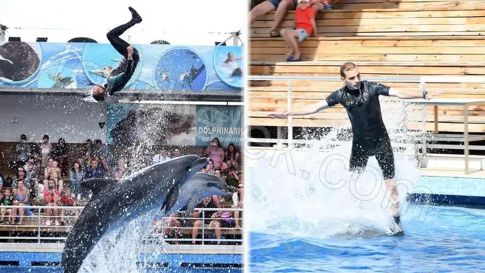 Belek Dolphin Show photo 6