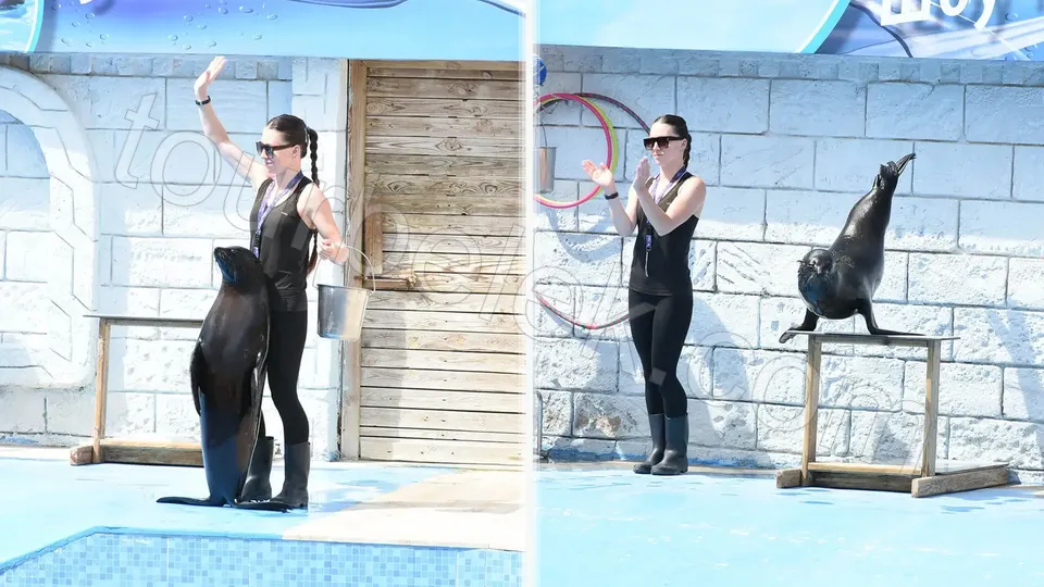 Belek Dolphin Show photo 7