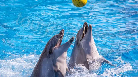 Belek Dolphin Show