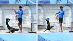 Belek Dolphin Show thumb 0