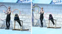 Belek Dolphin Show thumb 8