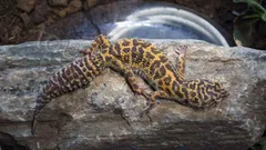 Belek Dolphin Show thumb 10