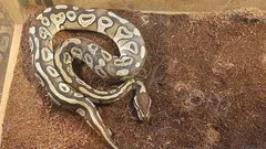 Belek Dolphin Show thumb 12