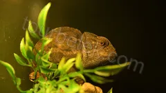 Belek Dolphin Show thumb 13