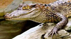 Belek Dolphin Show thumb 15