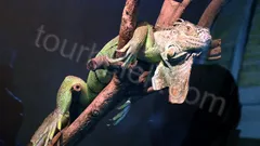 Belek Dolphin Show thumb 16