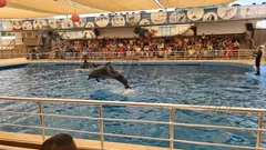 Belek Dolphin Show thumb 1