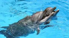 Belek Dolphin Show thumb 2