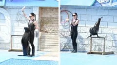 Belek Dolphin Show thumb 7