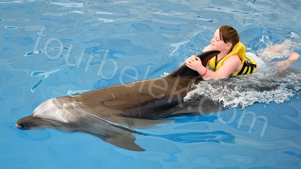 Swim with Dolphins Belek photo 9