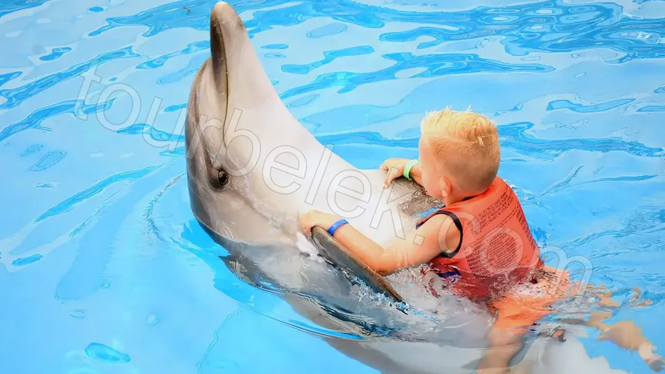 Swim with Dolphins Belek photo 10