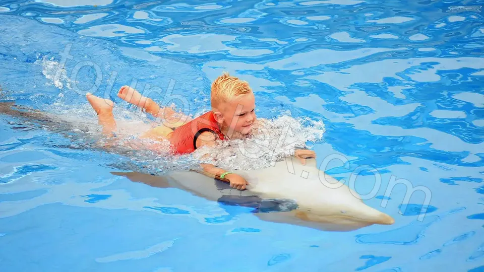 Swim with Dolphins Belek photo 11
