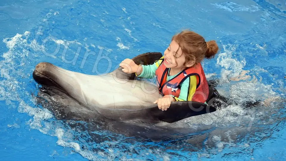 Swim with Dolphins Belek photo 14