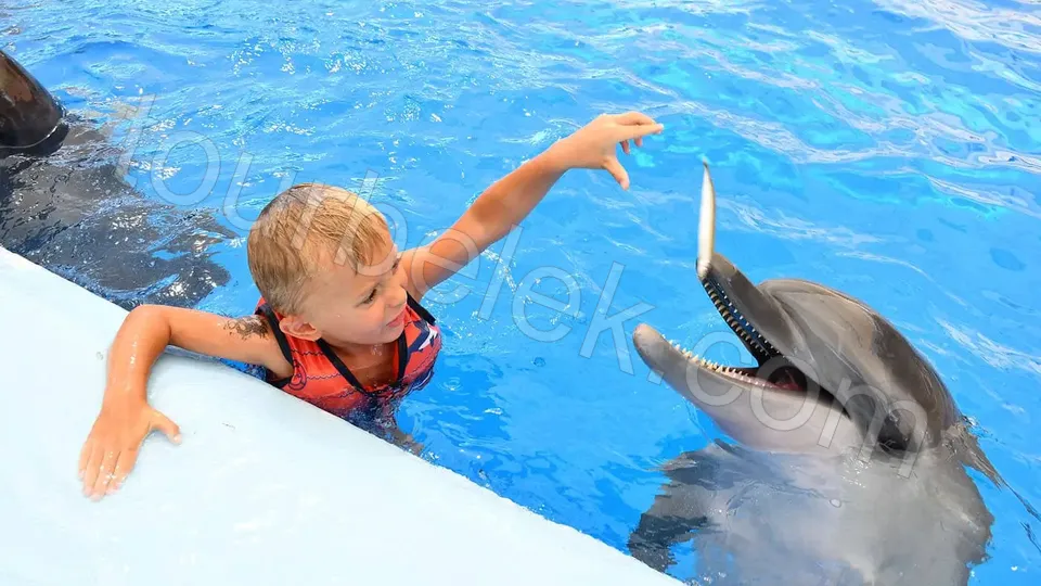 Swim with Dolphins Belek photo 15