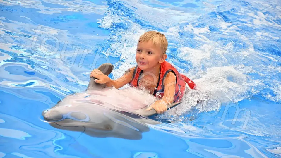 Swim with Dolphins Belek photo 16