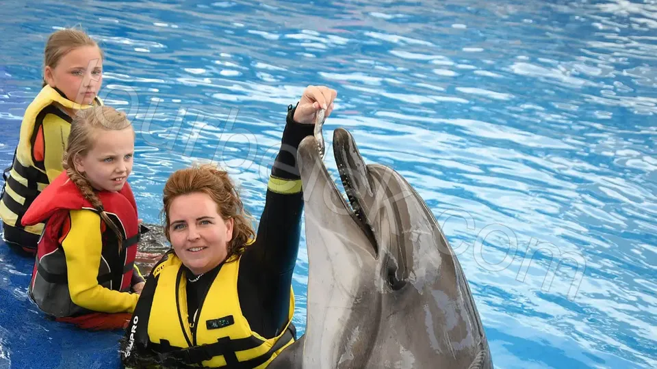 Swim with Dolphins Belek photo 19